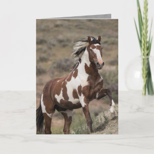 Carte de voeux pour les chevaux sauvages - Picasso