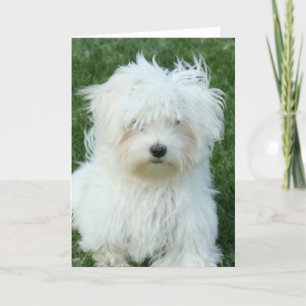 Carte de voeux pour les chiots maltais