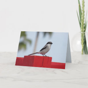 Carte de voeux pour les oiseaux grièche-tête