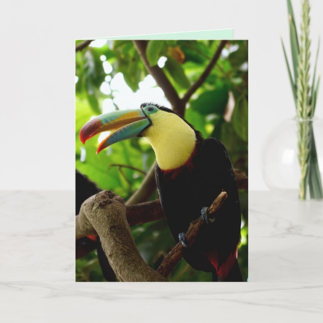 carte de voeux pour oiseaux toucan (Devant)