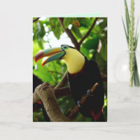carte de voeux pour oiseaux toucan