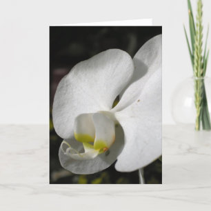 Carte de voeux pour orchidée blanche en soie