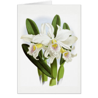 Carte de voeux pour orchidée blanche toutes les oc