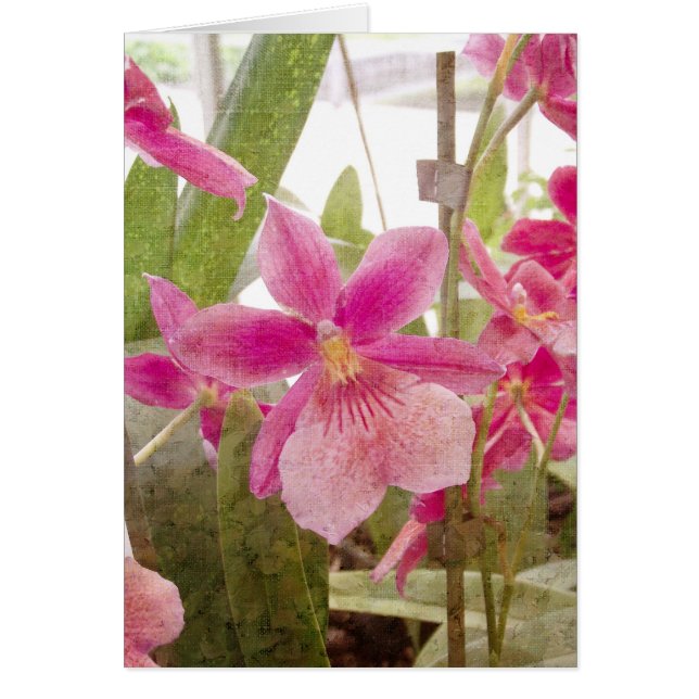 Carte de voeux pour orchidée rose (Devant)