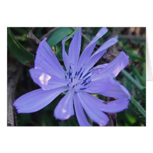 Carte de voeux pour une belle fleur bleue