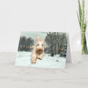Carte de vœux pour Wheaten Scottish Terrier