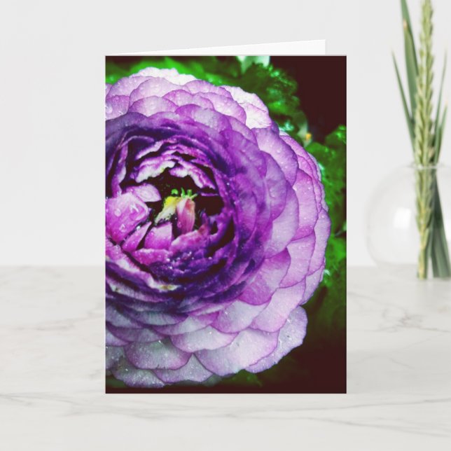 Carte de voeux pourpre de blanc de Ranunculus (Devant)