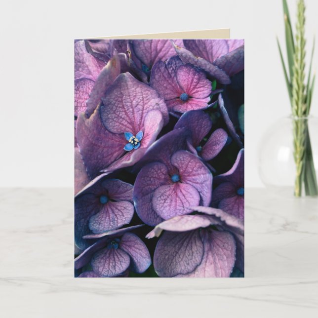 Carte de voeux pourpre de blanc d'hortensia (Devant)