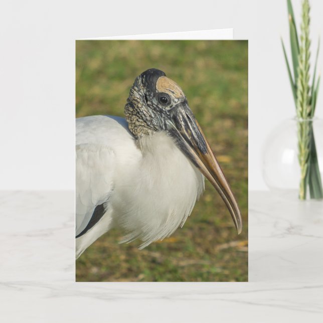 Carte de voeux - Profil de la cigogne à bois (Devant)
