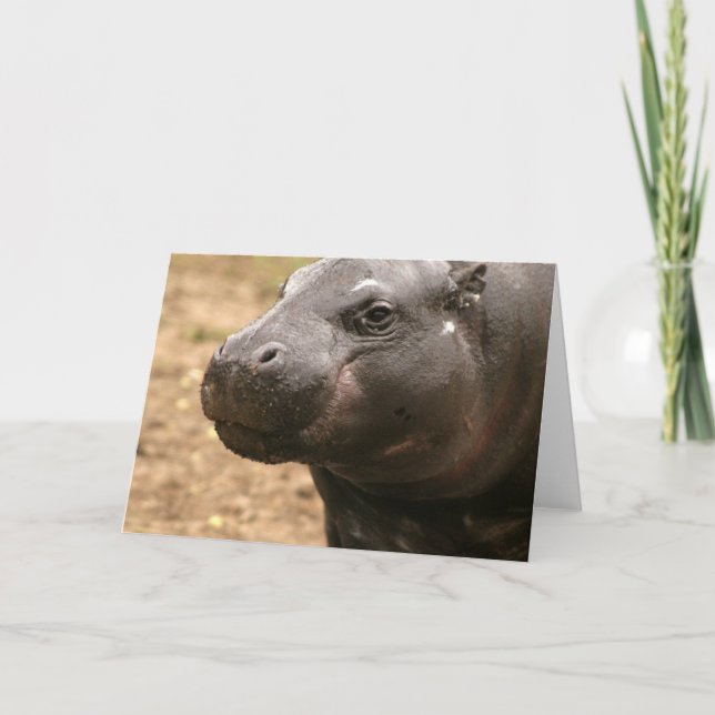Carte de voeux Pygmy Hippo (Devant)