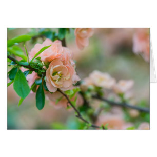 Carte de voeux Quince Flower Peach