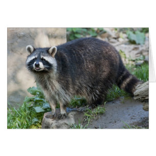 Carte de voeux Raccoon