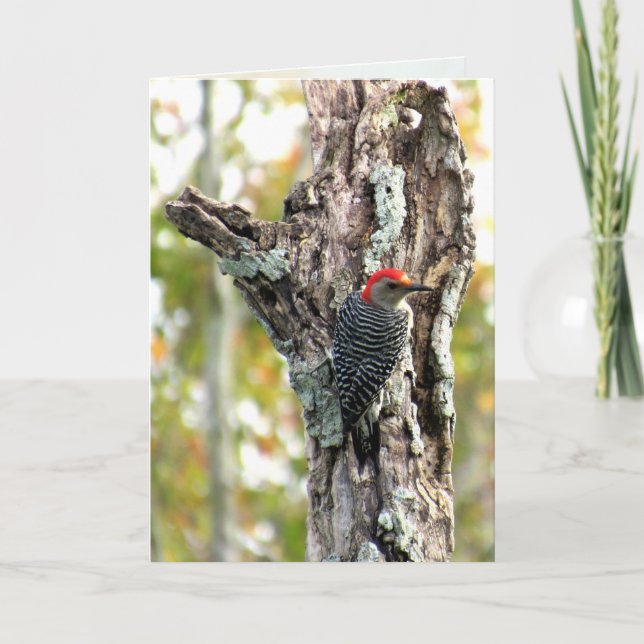 Carte de voeux Red Bellied Woodpecker (Devant)