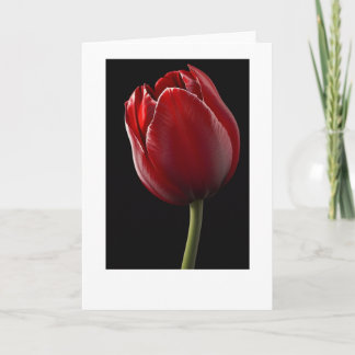 Carte de voeux Red Tulip