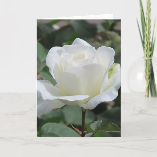 Carte de voeux Rose blanche (Devant)