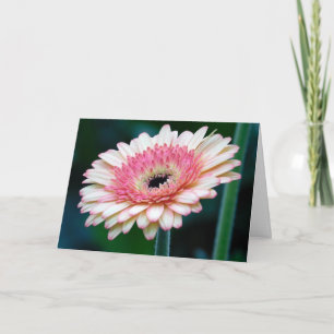 Carte de voeux rose Gerbera Daisy