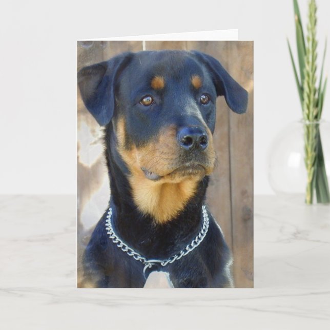 Carte de voeux Rottweiler (Devant)