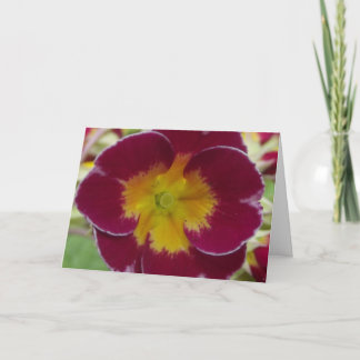 carte de voeux rouge primula