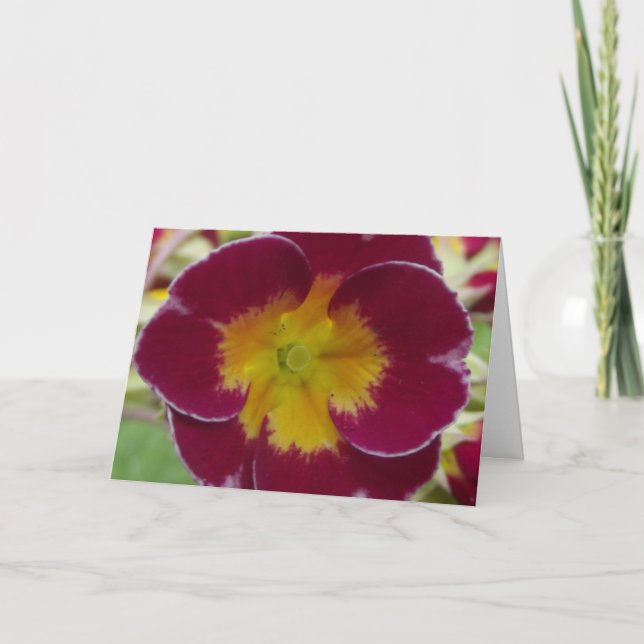 carte de voeux rouge primula (Devant)