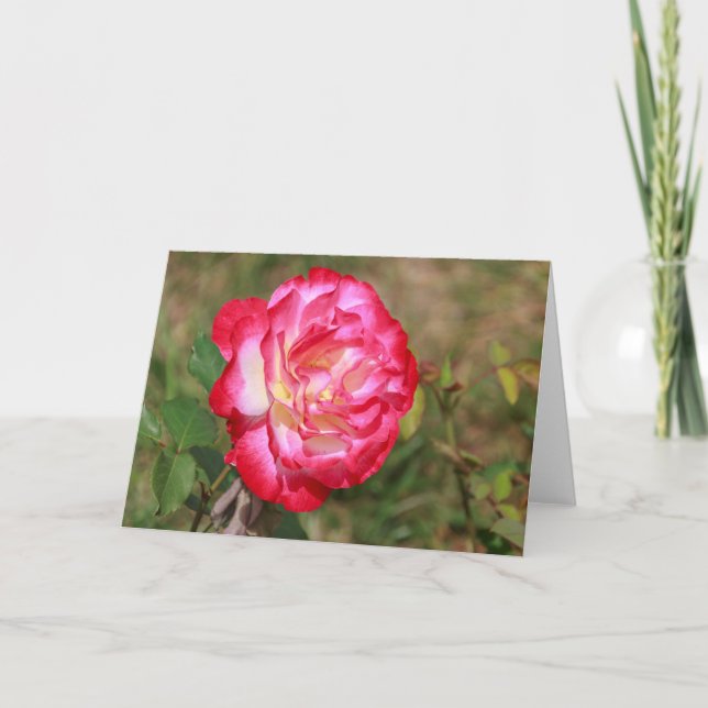 Carte de voeux rouge, rose et blanc Rose (Devant)