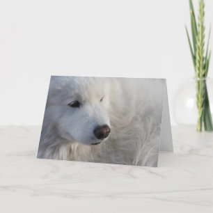 Carte de voeux Samoyed Dog