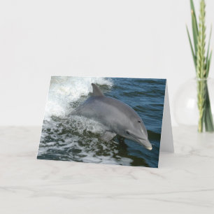 Carte de voeux sauvage de dauphin