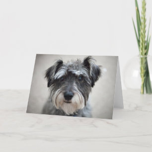 Carte de voeux Schnauzer Chien
