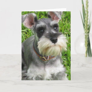 Carte de voeux Schnauzer miniature