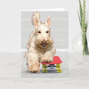 Carte de vœux Scottish Terrier en skateboard