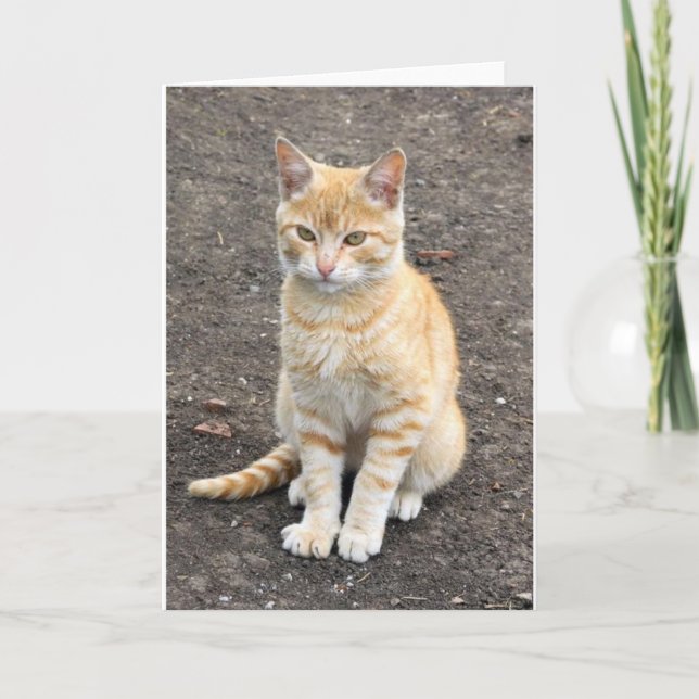 Carte de voeux se reposante de minou (Devant)