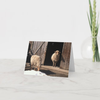 Carte de voeux Sheep