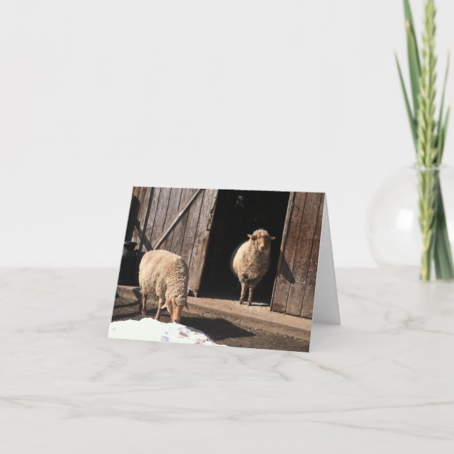 Carte de voeux Sheep (Devant)