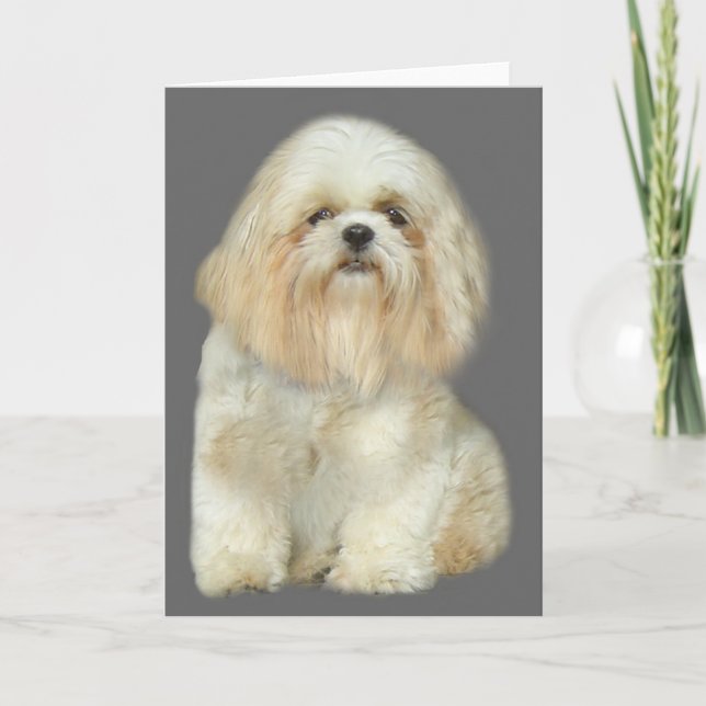 Carte de voeux Shih Tzu (Devant)