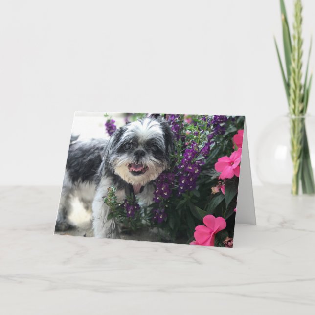 Carte de voeux Shih Tzu Girl (Devant)