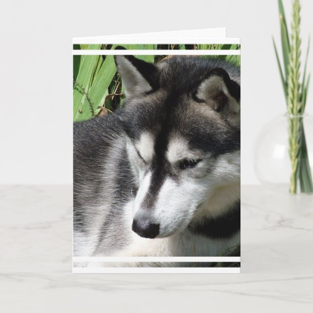 Carte de voeux Sibérienne Husky Profil (Devant)