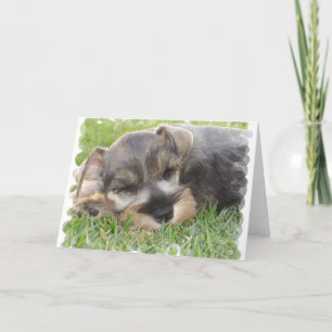 Carte de voeux Snoozing Schnauzer