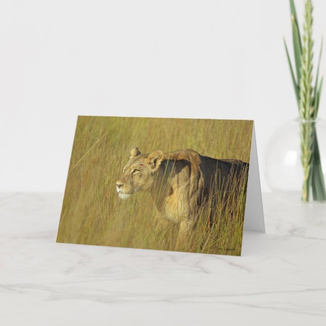 Carte de voeux STALKING LIONESS (Devant)