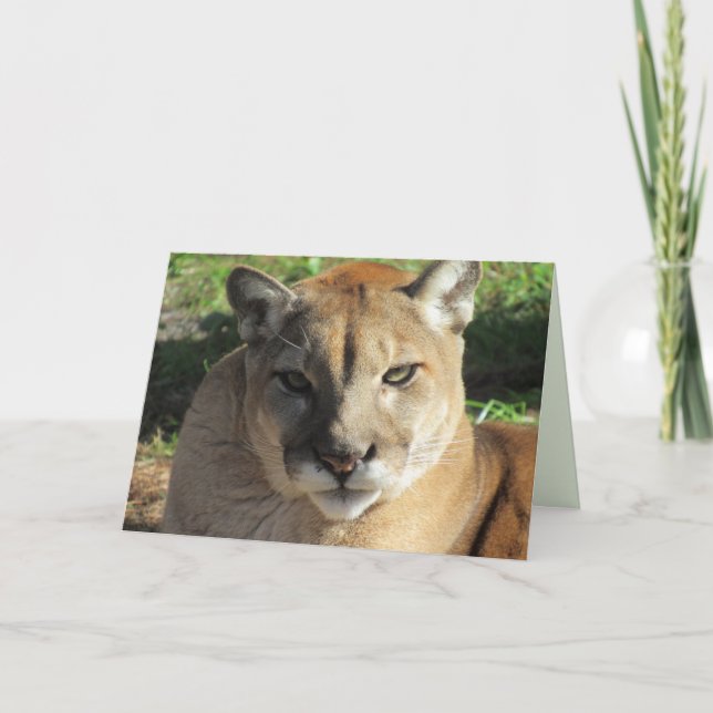 Carte de voeux Stern Cougar (Devant)