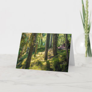 Carte de voeux Sunlit Forest (vide)