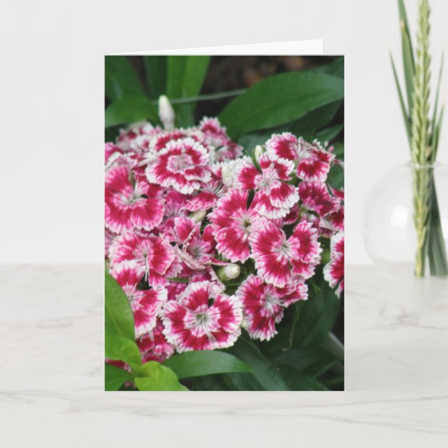 Carte de voeux Sweet William Flowers (Devant)