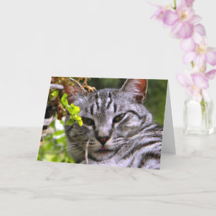 Carte de voeux "Tête de chat Tabby Argent" avec en