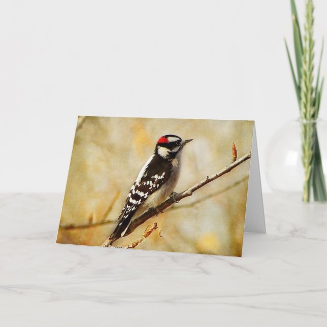 Carte de voeux texturée Downey Woodpecker (Devant)