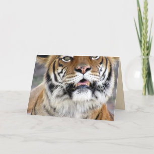 Carte de voeux Tiger