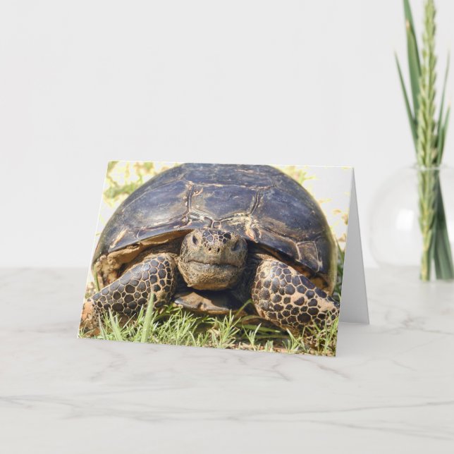 Carte de voeux Tortoise (Devant)