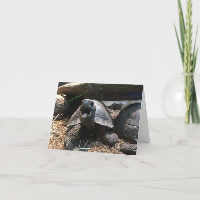 carte de voeux tortue bébé (félicitations) (Devant)