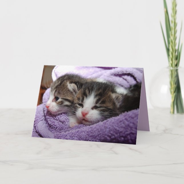 carte de voeux twin kittens (Devant)
