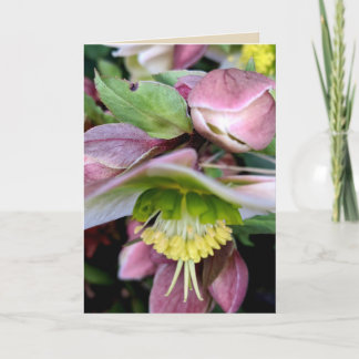 Carte de voeux vierge 1 de Lividus de Helleborus