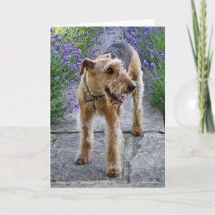 Carte de voeux vierge d'Airedale Terrier