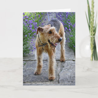 Carte de voeux vierge d'Airedale Terrier