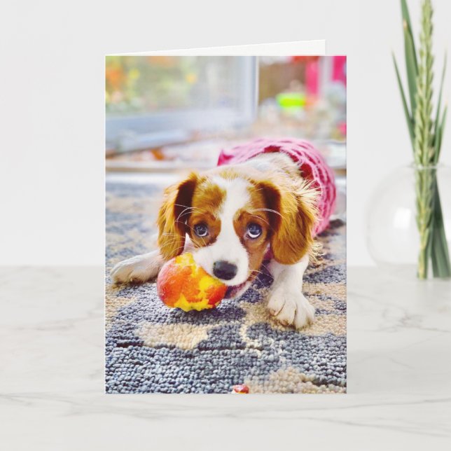 Carte de vœux vierge de chiot Cavalier King Charle (Devant)